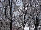 Borsod-Abaúj-Zemplén megye - Szerencs